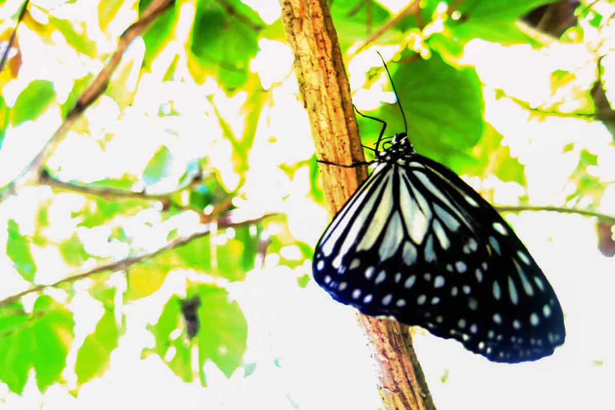 simply butterfly conservation center
