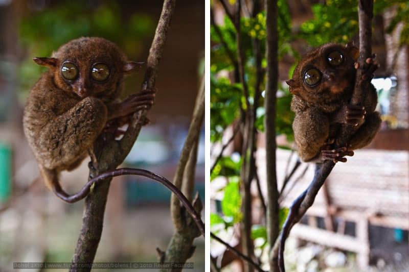 Philippine tarsier. Photo by Rolen Facundo (2010)