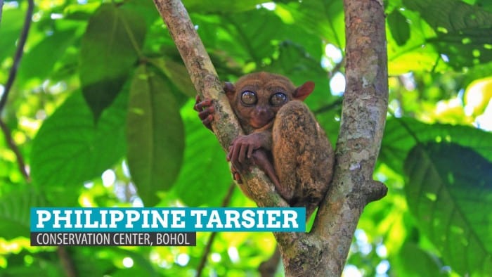 Philippine Tarsier Conservation Area in Loboc, Bohol