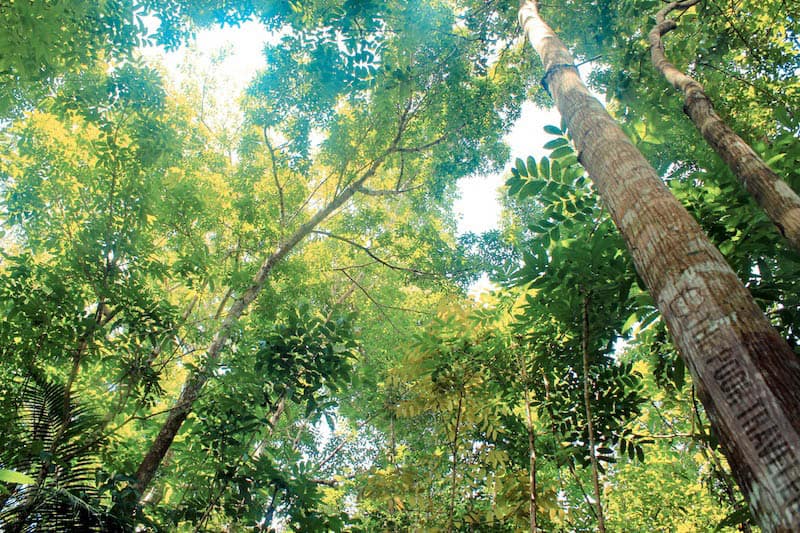 Canopy of Loboc forest