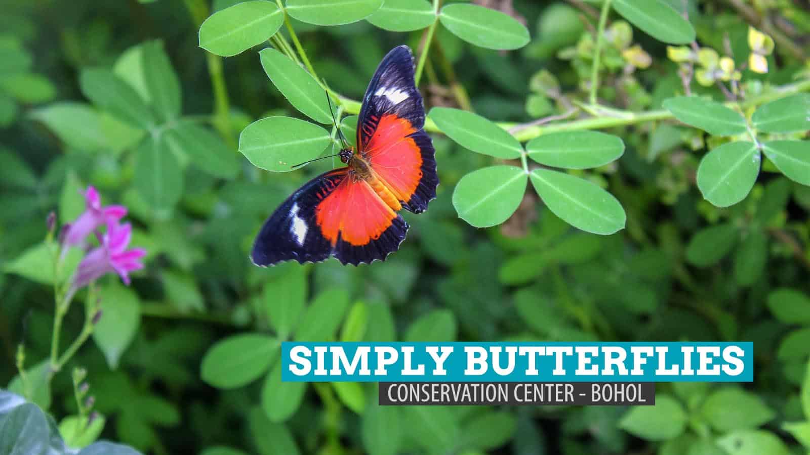 Simply Butterflies Conservation Center: Bilar, Bohol