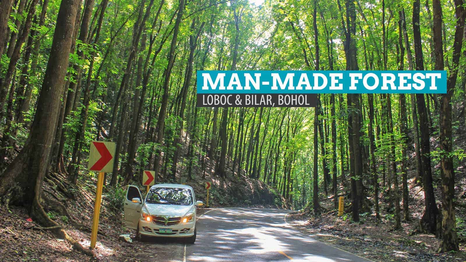 Man-made Forest of Bilar and Loboc, Bohol
