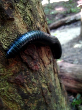 bilar man-made forest fauna