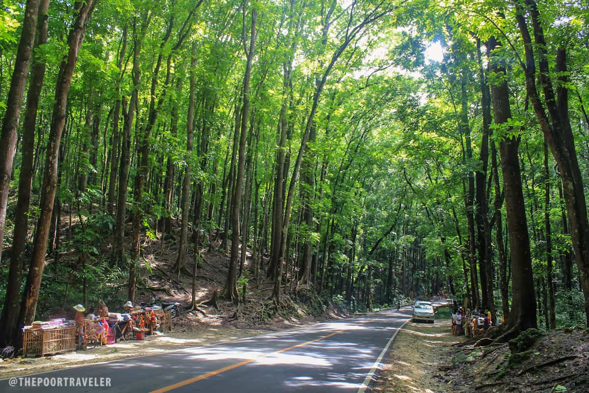 Bohol Man-made Forest in Bilar and Loboc