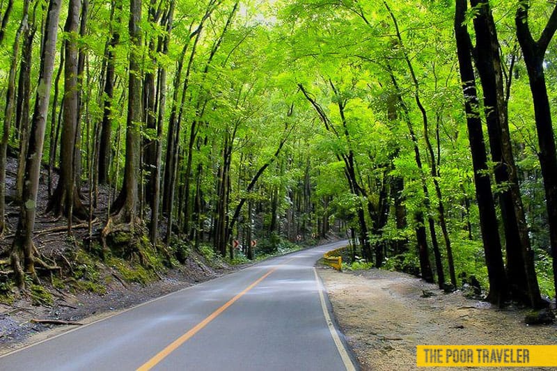 Manmade Forest of Bilar and Loboc