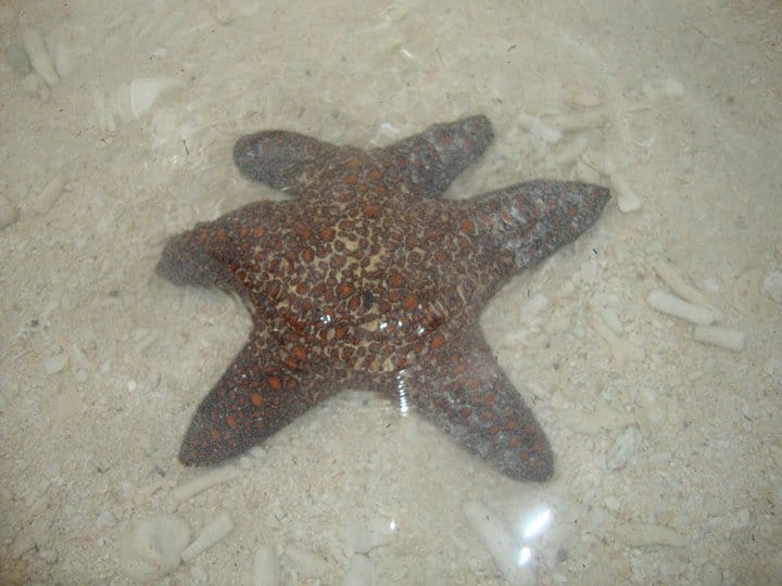six-legged starfish