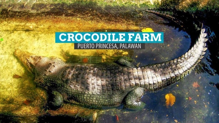 Crocodile Farm: Palawan Wildlife Rescue Center in Puerto Princesa, Philippines