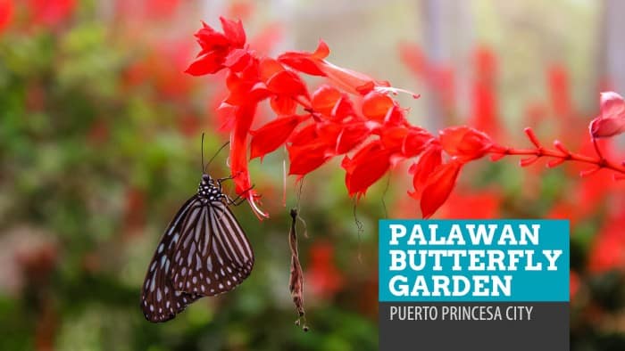 Palawan Butterfly Garden: Beauty and the Bugs in Puerto Princesa