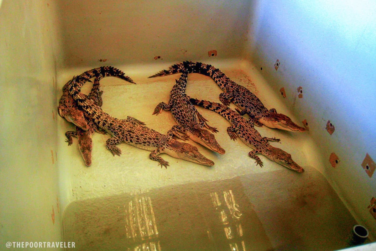 Palawan Wildlife Rescue and Conservation Center hatchling house crocodiles