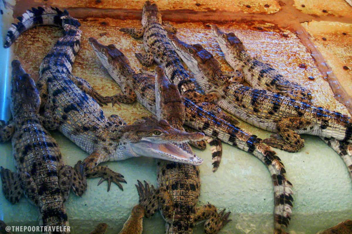 Palawan Wildlife Rescue and Conservation Center hatchling house