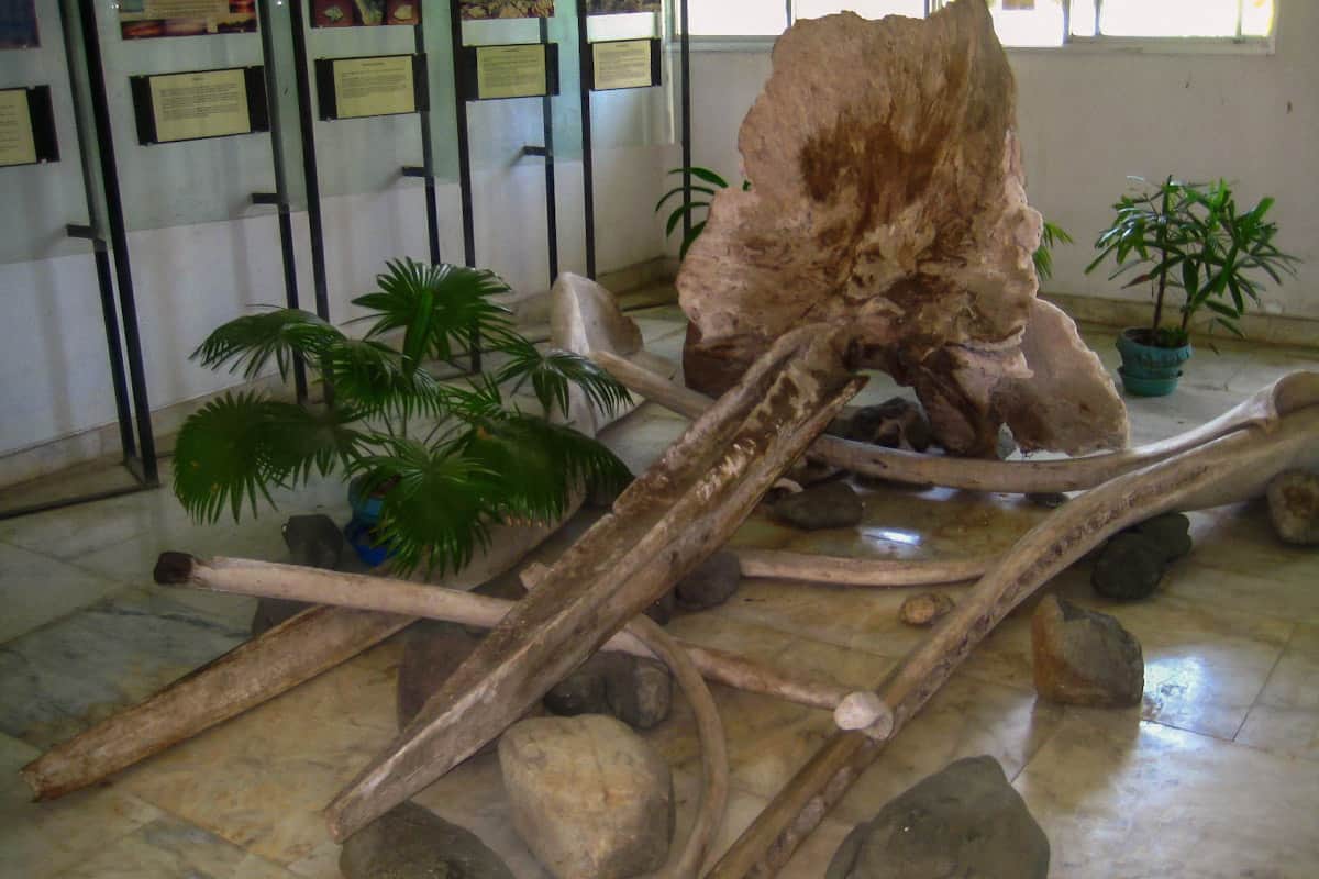 Palawan Wildlife Rescue and Conservation Center sperm whale skeleton