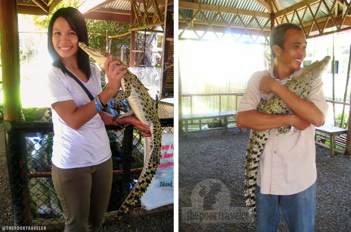 caretaker baby crocodile