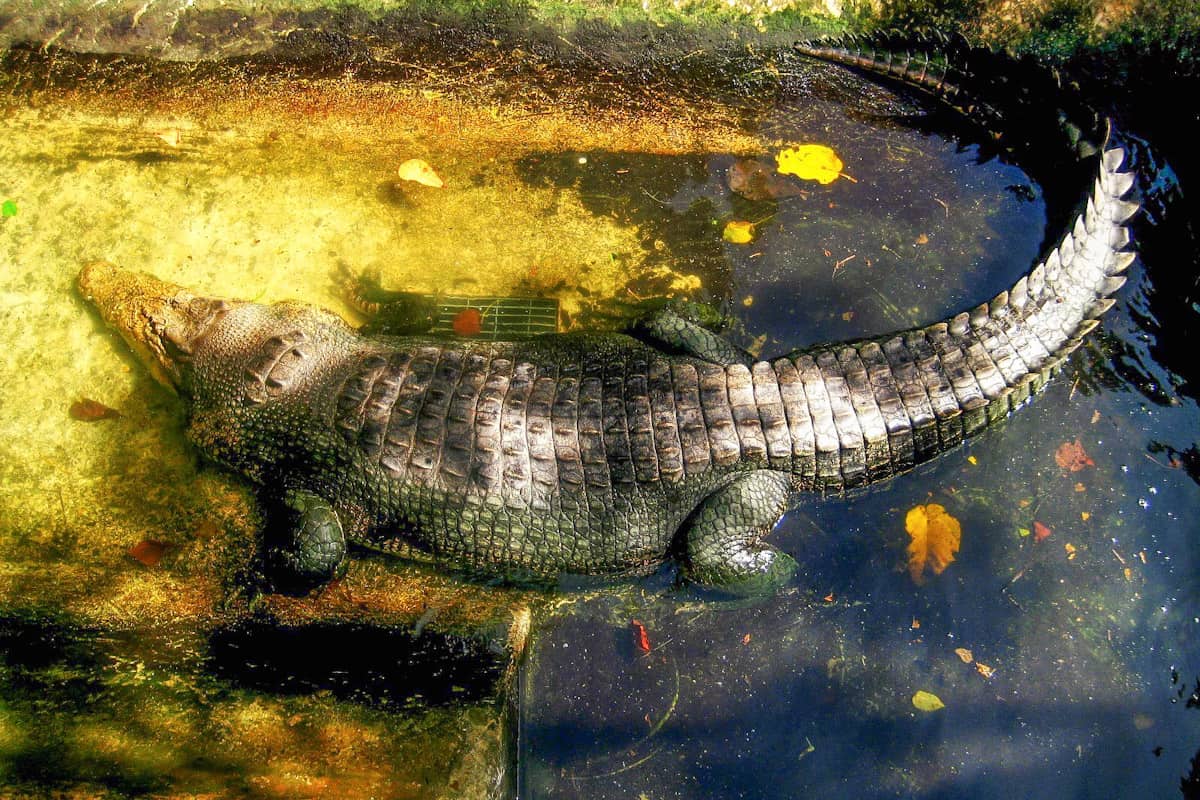 crocodile farming institute biggest croc
