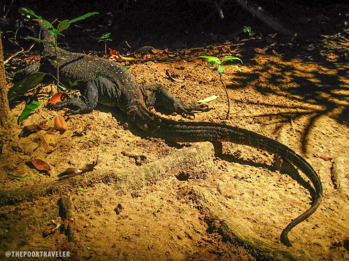 monitor lizard at puerto princesa subterranean river