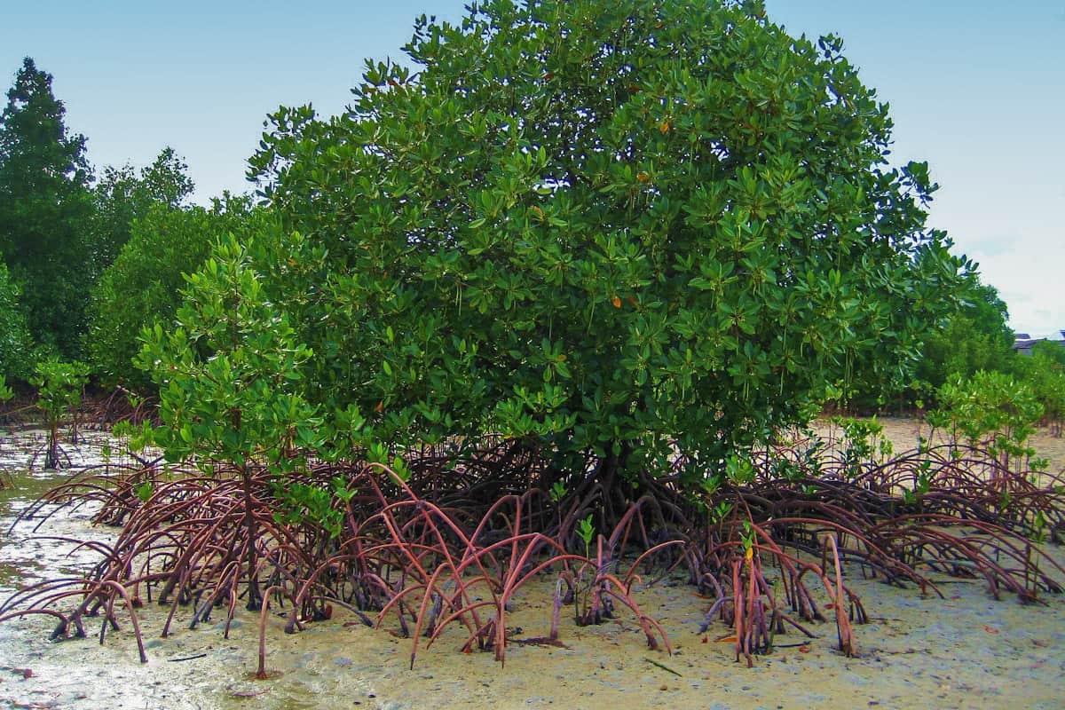 starfish island mangroves