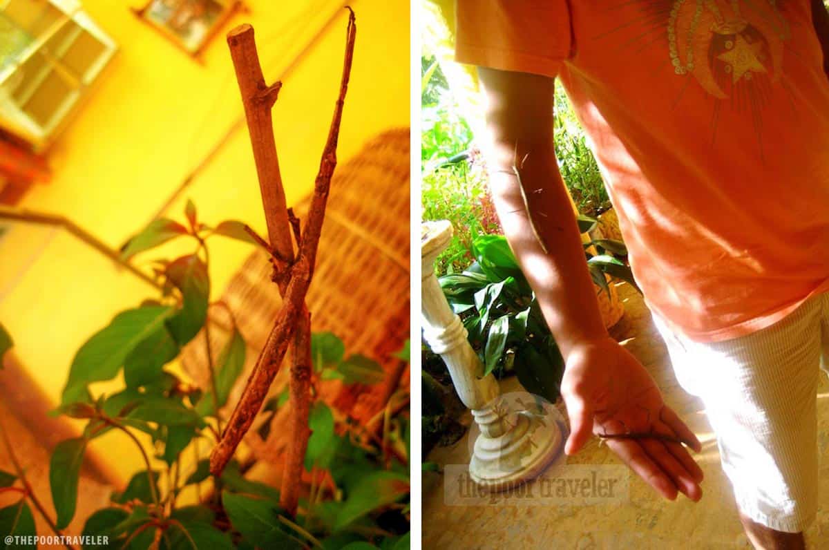 walking stick on a plant