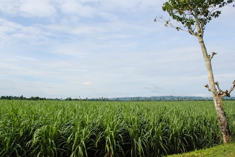 negros occidental countryside