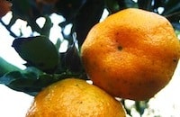 Orange Picking at Rock Inn