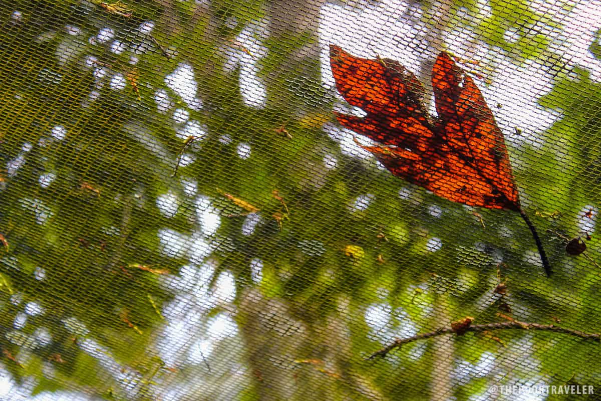 dry leaf camiguin