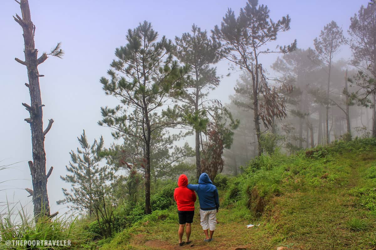kiltepan forest hill sagada pine trees