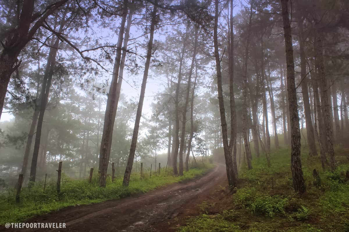 sagada kiltepan fog morning forest