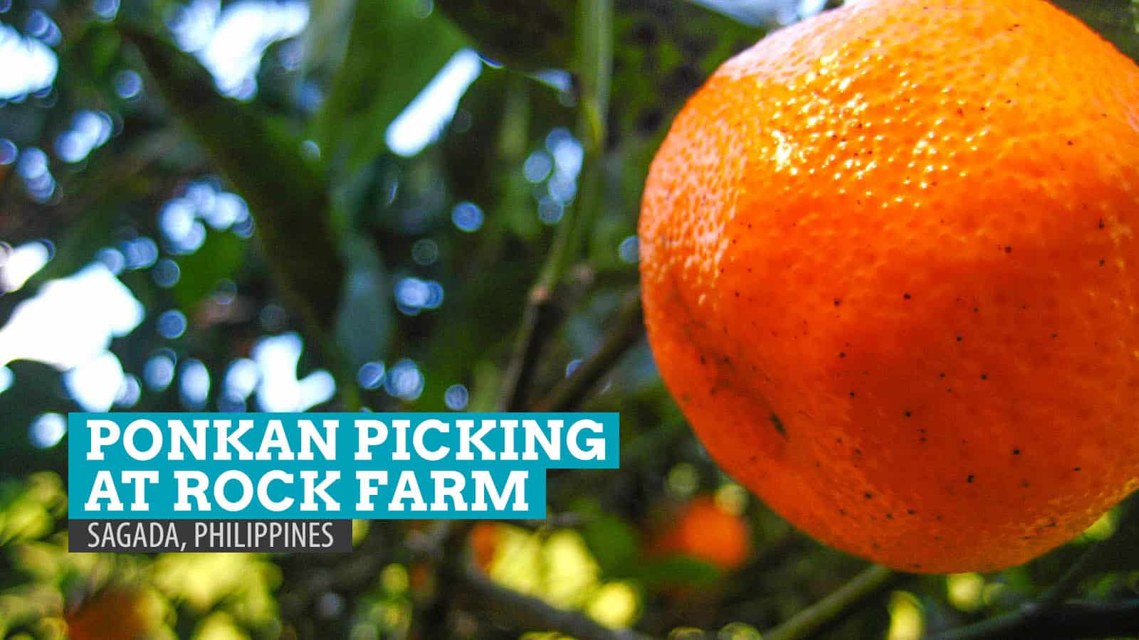 Orange Picking at Rock Farm, Sagada