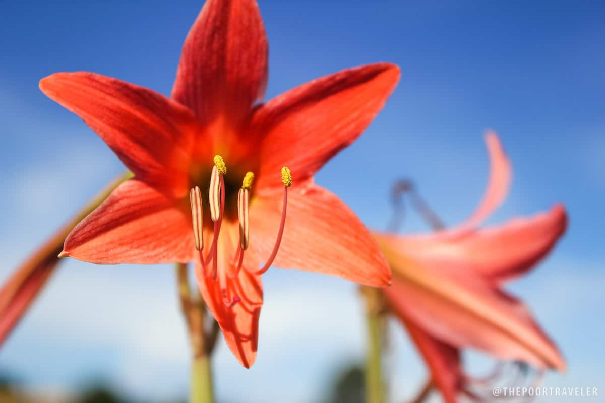 cebu taoist temple flowers
