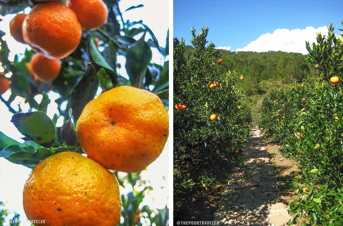 Orange Picking at Rock Farm Sagada The Poor Traveler Orange Picking at Rock Farm Sagada The Poor Traveler