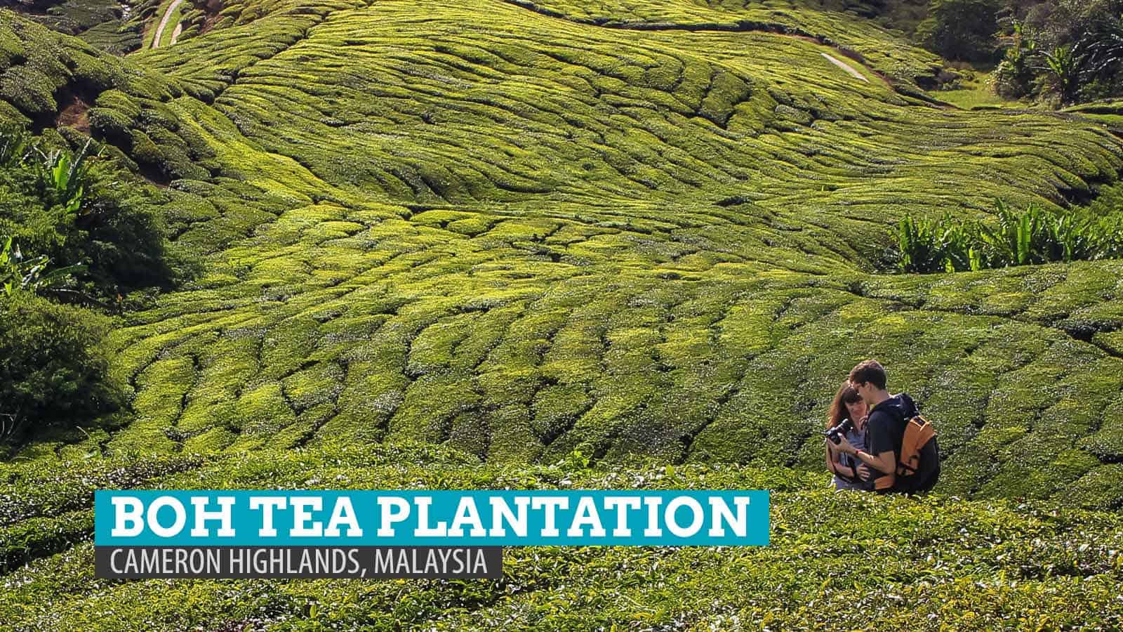 BOH Tea Plantation: My Cup of Tea in Cameron Highlands, Malaysia