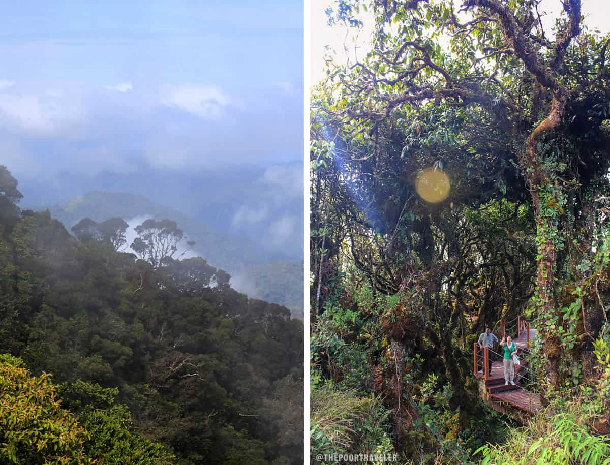 View of the forest from the Lookout Tower (L), Inside the mossy forest (R)