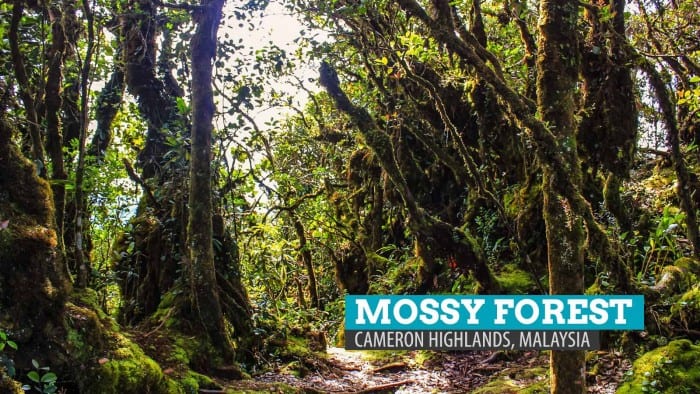 The Mossy Forest of Gunung Brinchang: Cameron Highlands, Malaysia