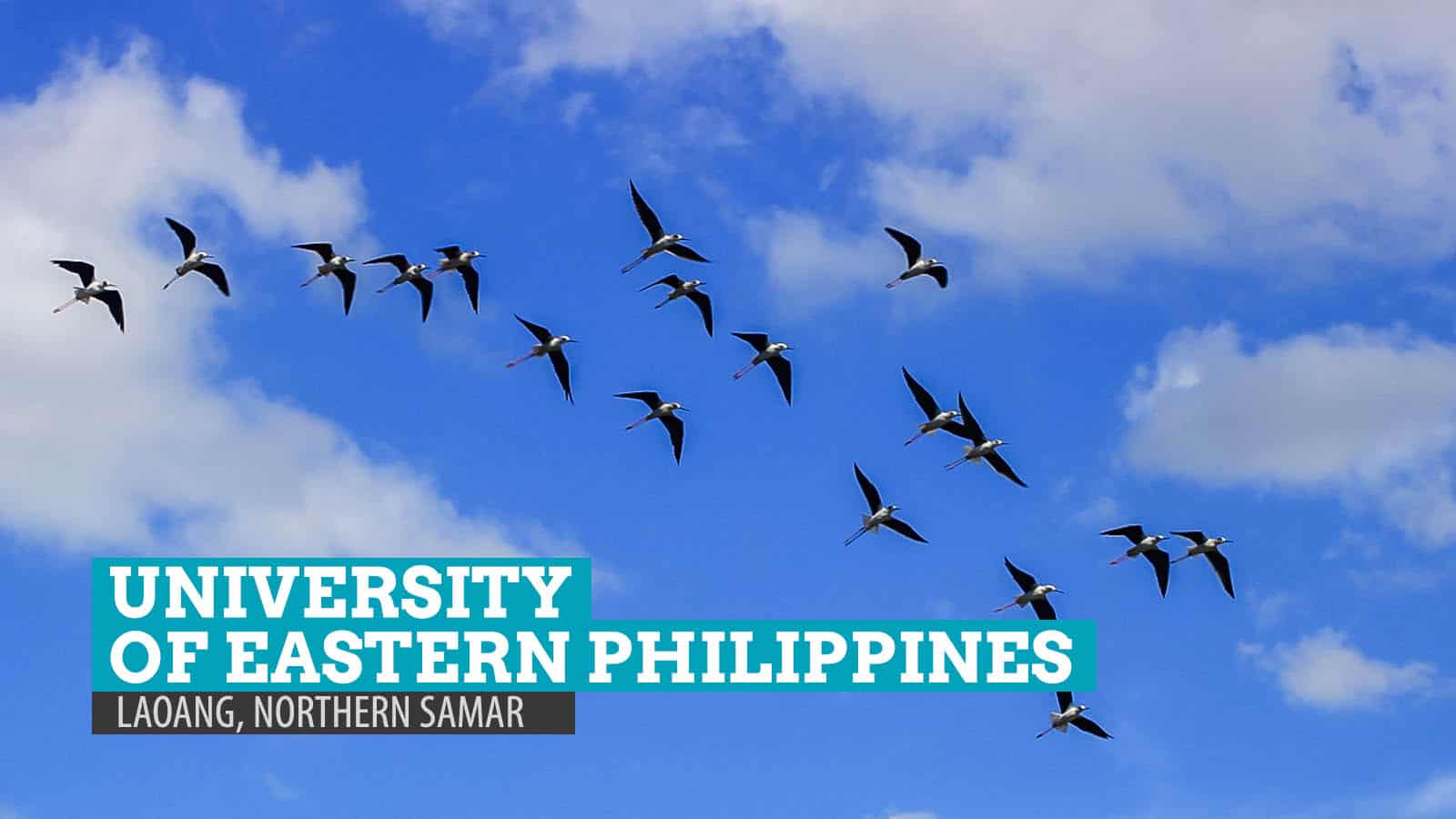 Birdwatching at University of Eastern Philippines: Laoang, Northern Samar