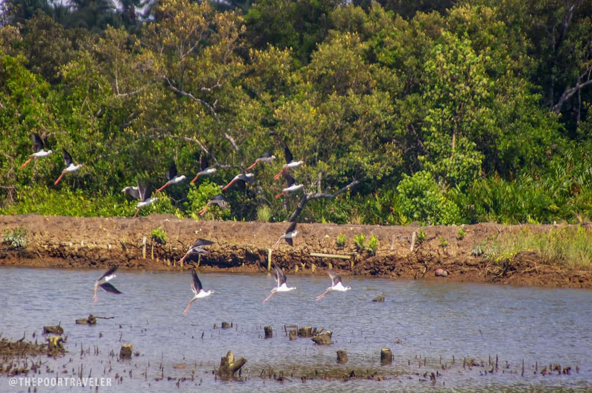 birds UEP laoang northern samar