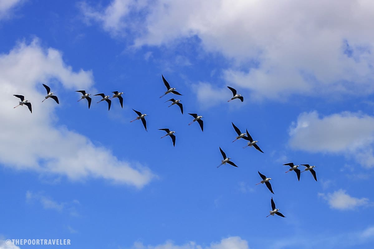birds flying UEP laoang northern samar