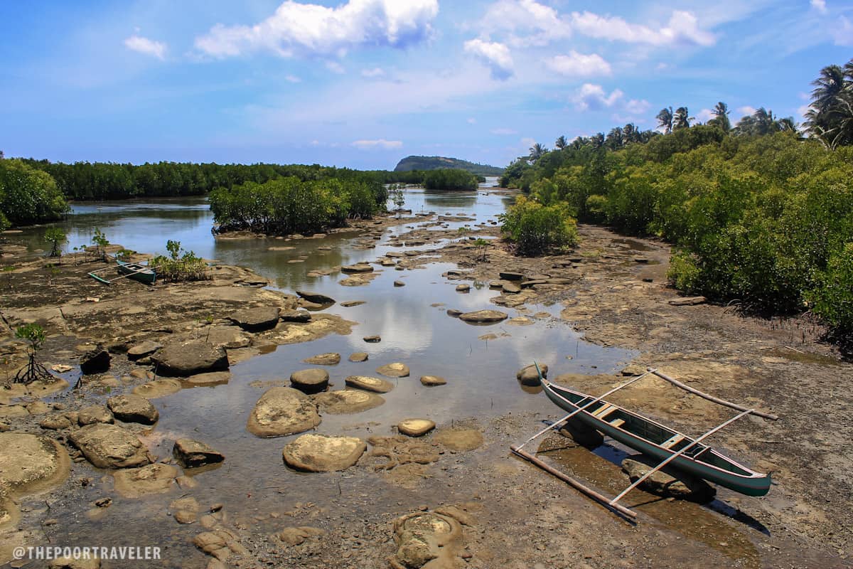 biri island mangrove forest northern samar