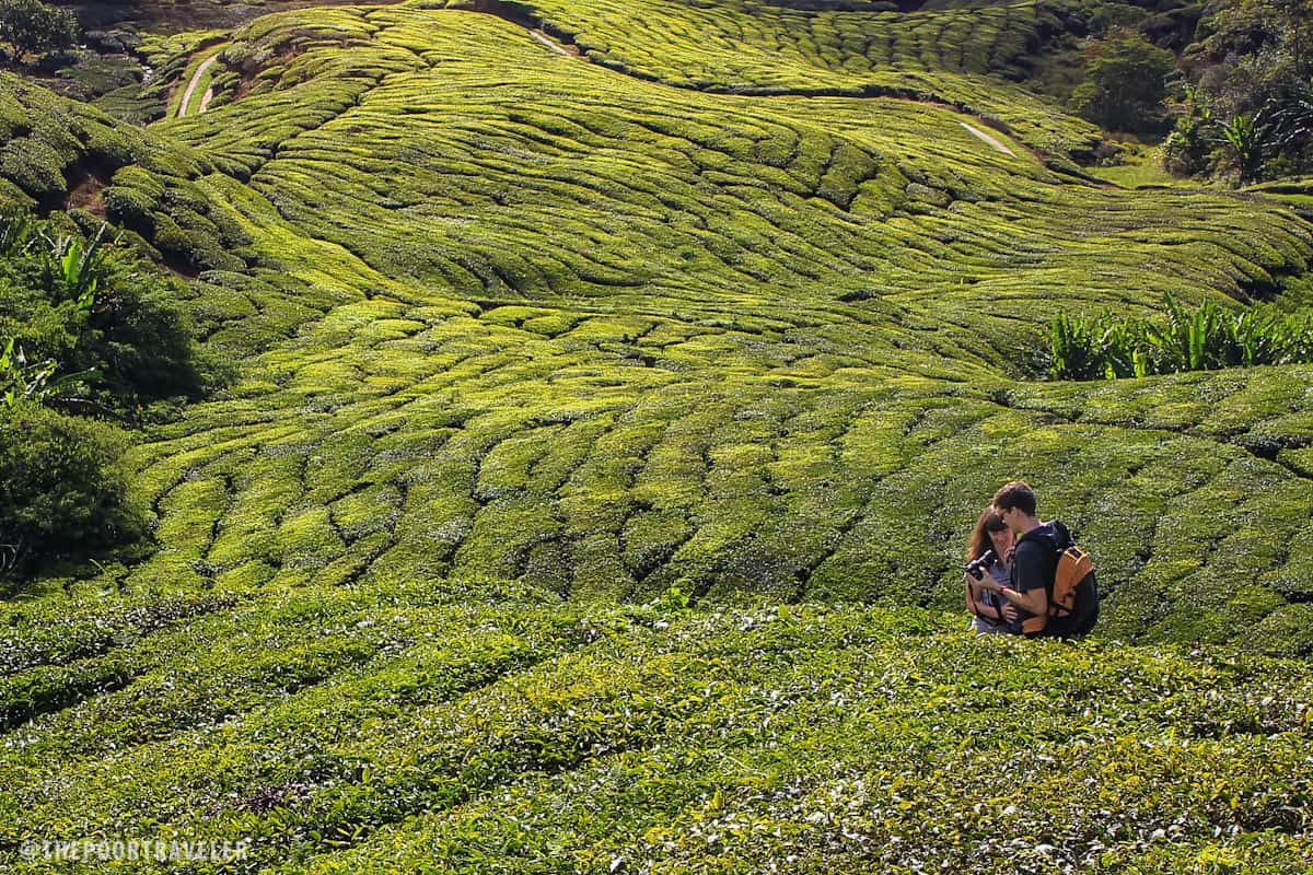 Hedgerows of black tea in Cameron Highlands