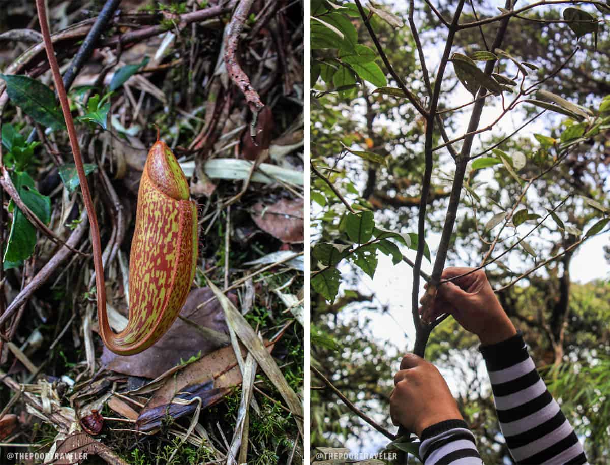 Pitcher Plant and a Cinnamon Tree