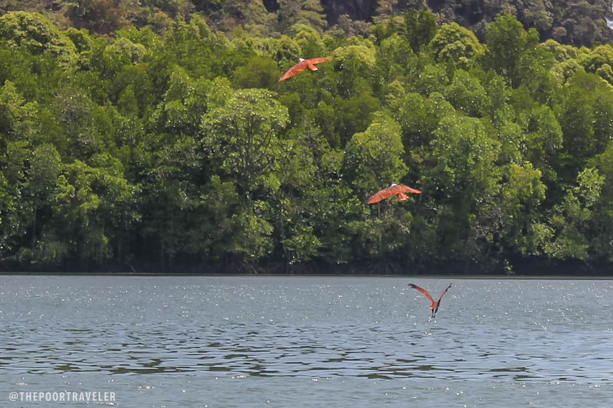 eagles kilim river langkawi malaysia