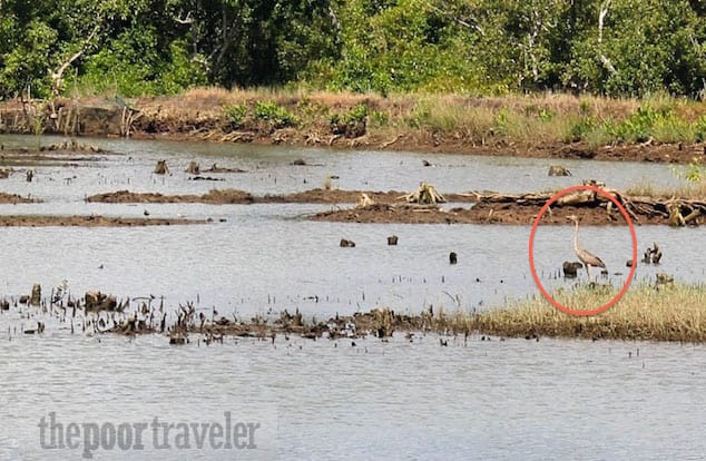 heron UEP laoang northern samar