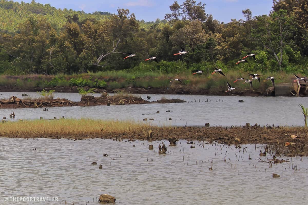 little birds UEP laoang northern samar