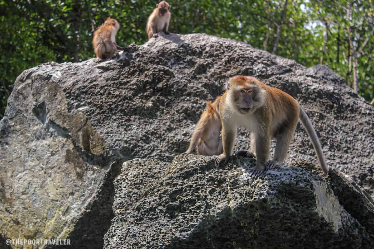 monkeys kilim river langkawi malaysia