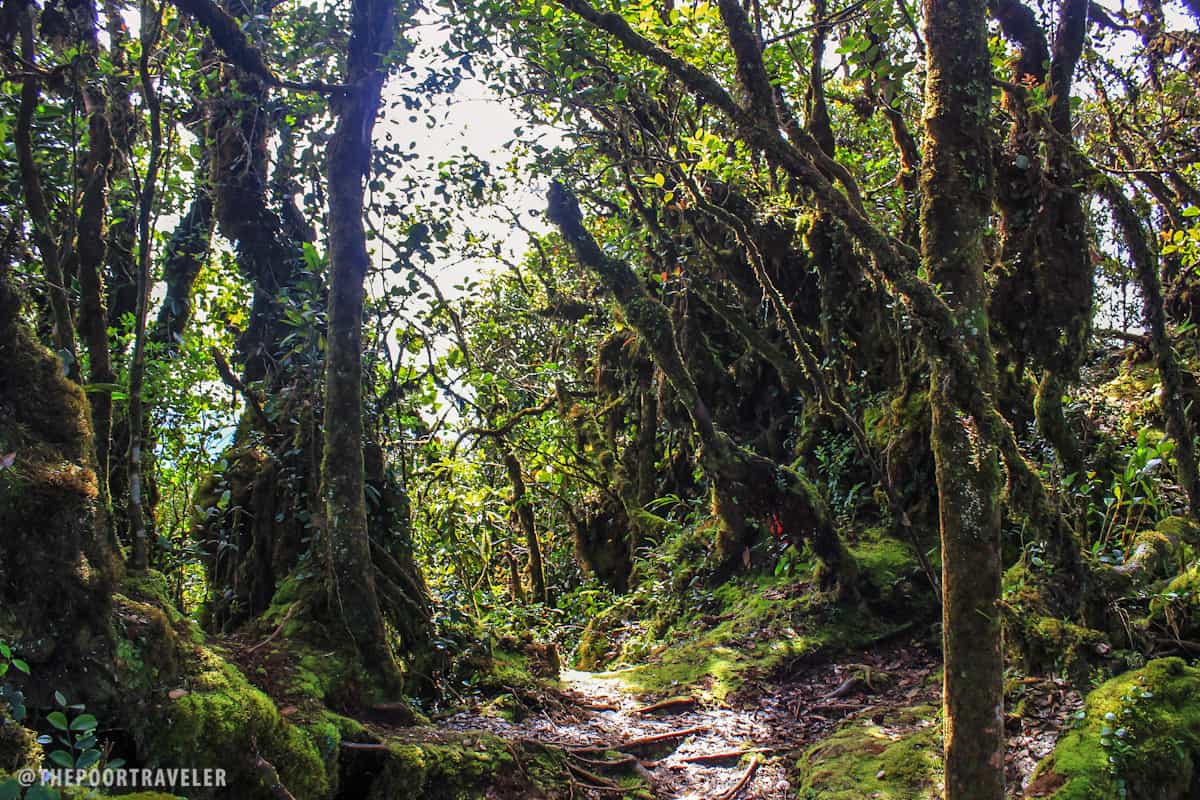 The Mossy Forest of Gunung Brinchang, Cameron Highlands