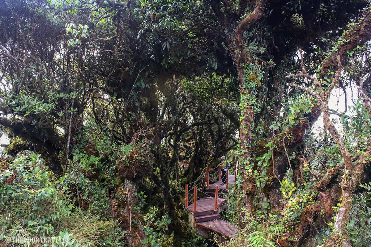 The draped branches of the mossy forest