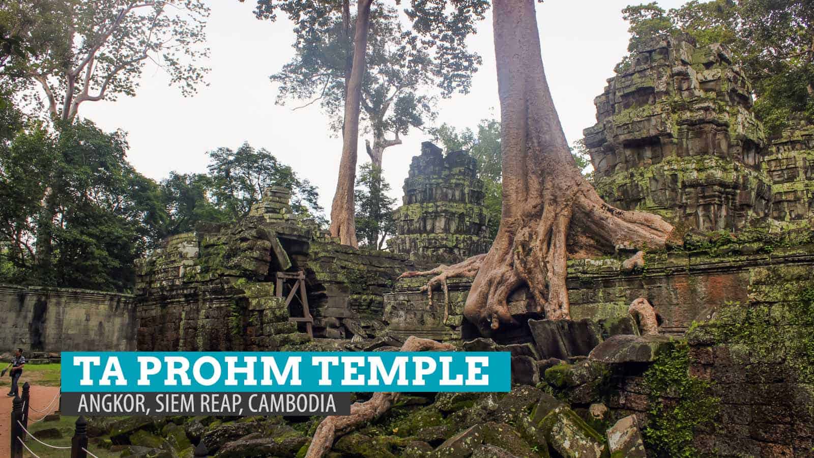 Ta Prohm Temple: The Crushing Embrace in Angkor, Siem Reap, Cambodia