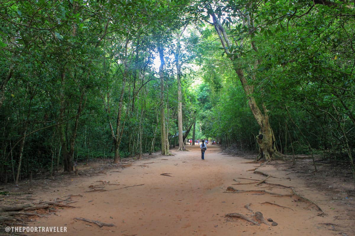 angkor jungle cambodia