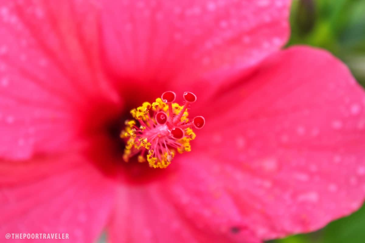 gumamela hibiscus