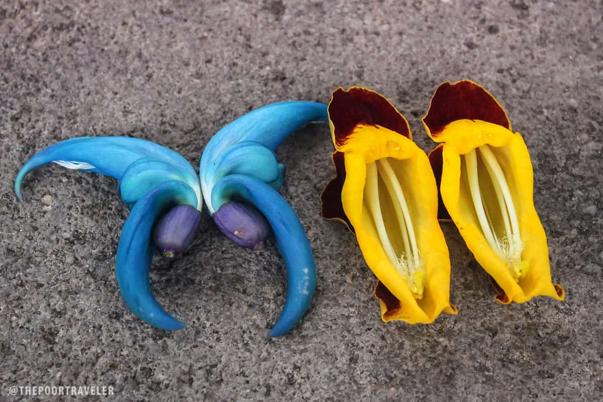 ladies shows butterfly flowers