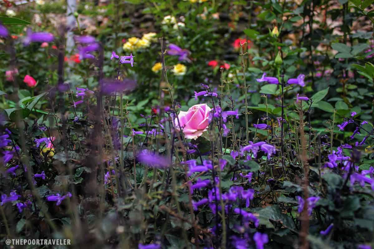 pink and purple flowers