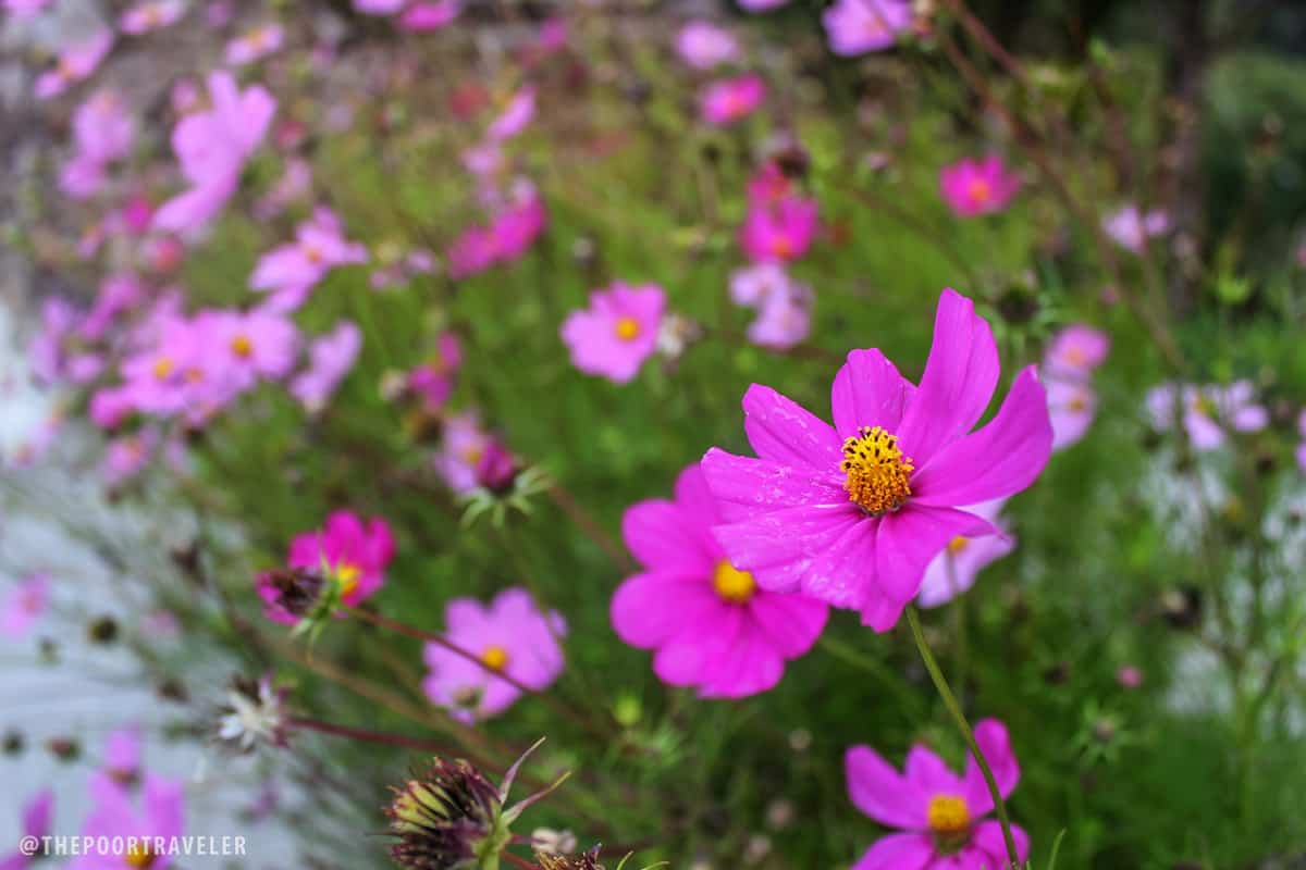 pink flowers rose center cameron highlands