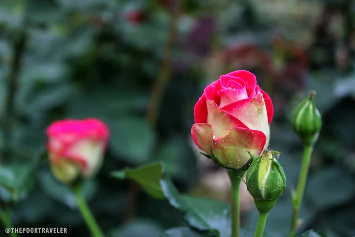 pink rose bud